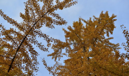 金色印象,探寻璀璨文化底蕴的璀璨之光